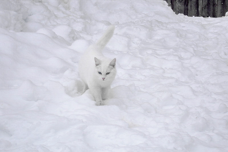 Rsultat de recherche dimages pour blanc comme neige