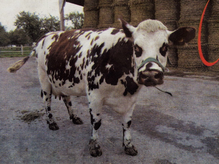 Vache_33