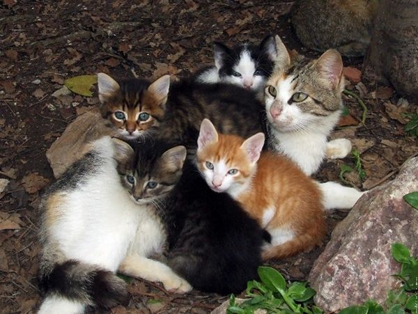 Chats_bubulette