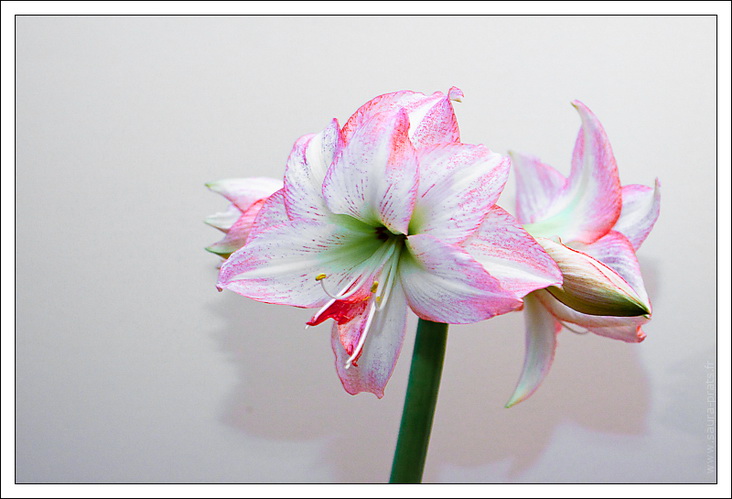 23112010-amaryllis-9592