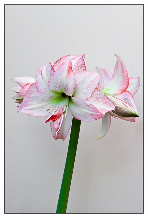 23112010-amaryllis-9590