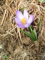IMG_0428_fl
