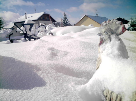 Un_froid_de_cannard_ou_de_coq