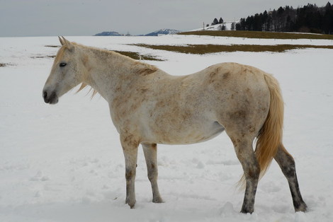 Dsc_0043_cheval