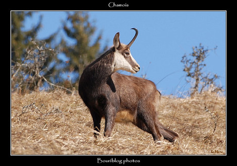 Dsc_0032_chamois