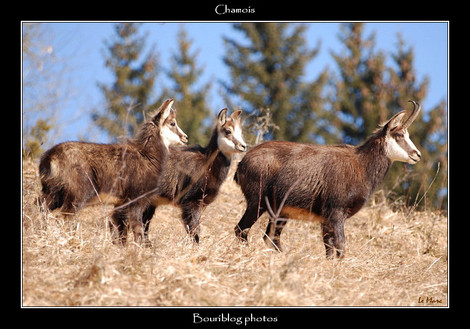 Dsc_0036_chamois