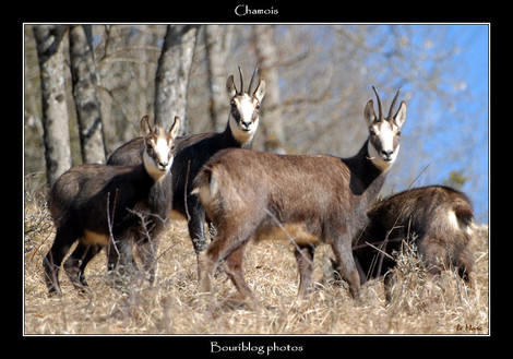 Dsc_0022_chamois