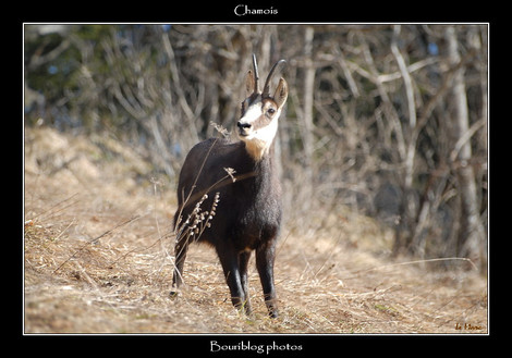 Dsc_0025_chamois