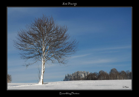 Dsc_0033_neige_arbreborder