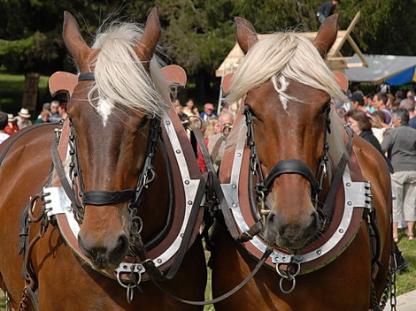 Dsc_0284_tete_de_chevaux