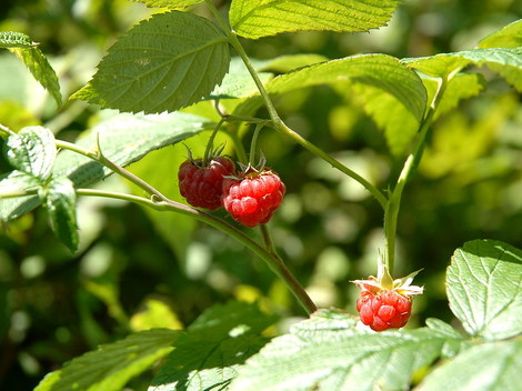 Dsc_0001_framboises_2