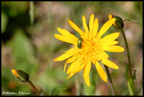 Dsc_00350_fleur_2