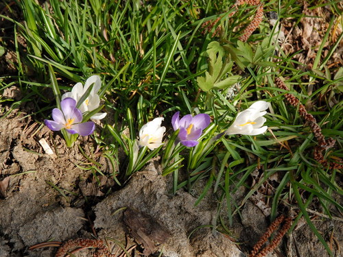 Dsc_0049_crocus