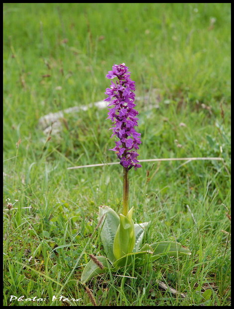 Les_fourgs_orchis_3