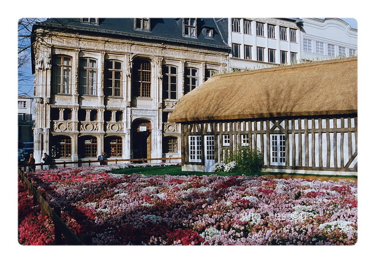 1993_11_00  rouen chrysanthemes 2