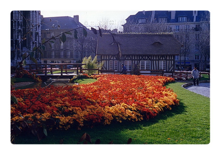 1993_11_00  rouen chrysanthemes 1