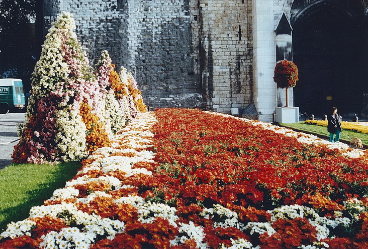 1991-11-01 rouen chrysantheme_4_md