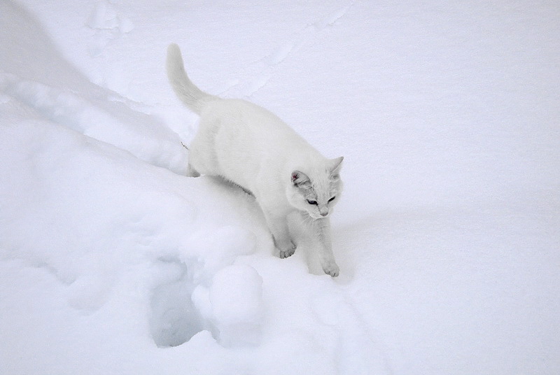 Les Fourgs Le Toit Du Haut Doubs Un Chat Blanc Comme Neige