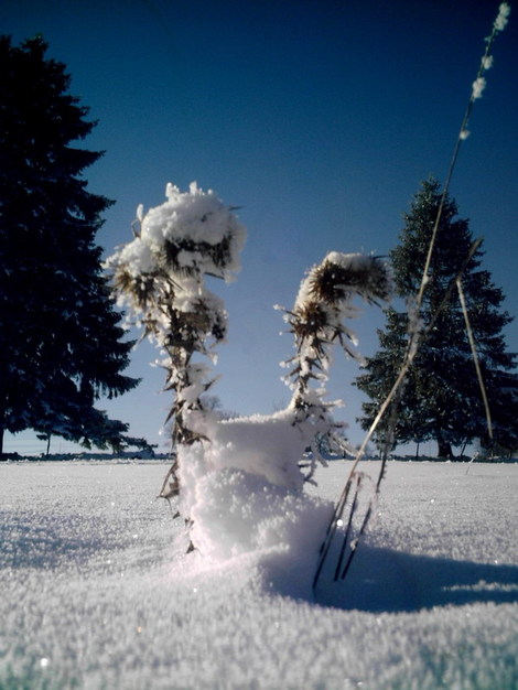 Chardon_givre