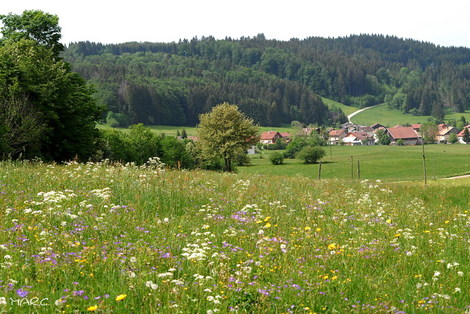 Les_fourgs_fleurs_des_champs_villag