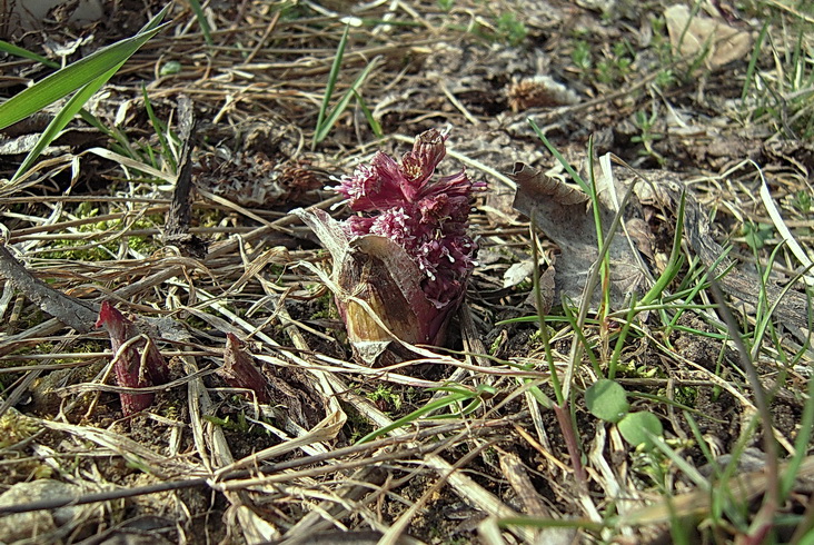 DSCN6563_md