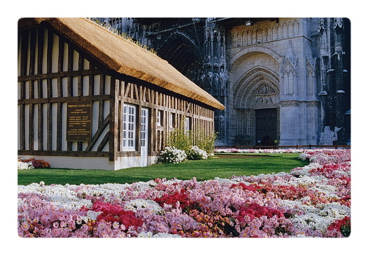 1993_11_00  rouen chrysanthemes 3