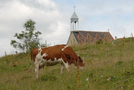 Dsc_0067_vache