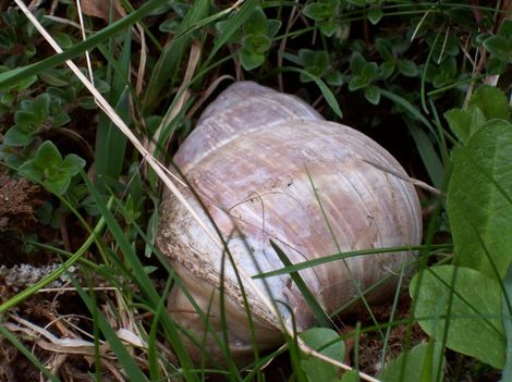 Escargot_de_bourgogne