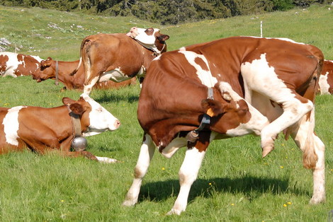 Dsc_0016_vaches