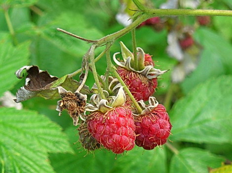 012_framboises