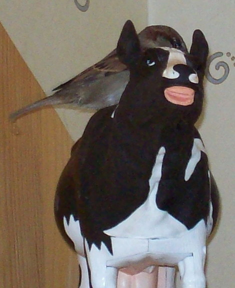 Moineau_et_vache