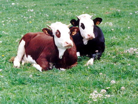 Vaches_jumelles