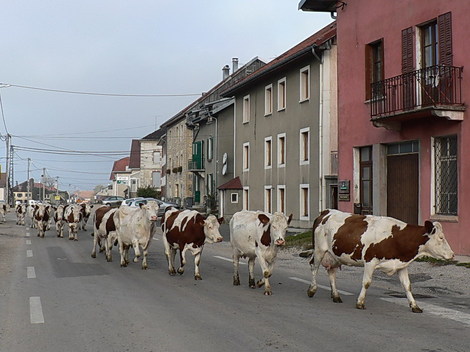 P1180135_vaches