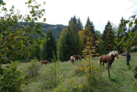 Dsc_0071_chevaux