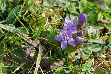 Dsc_0019_gentiane_germanica