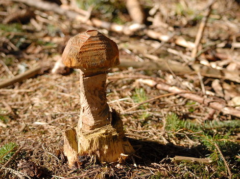 Dsc_0046_champignon