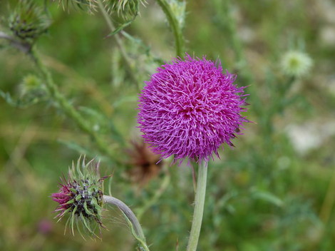 Dsc_0024_fleur_chardons