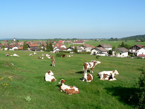 P1140439_vaches_village