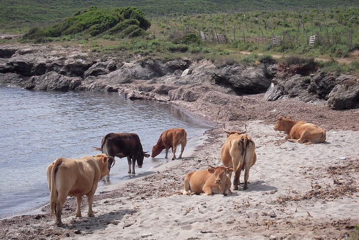 Sur Le Sentier Des Douaniers Avec Les Vaches Du Cap Corse