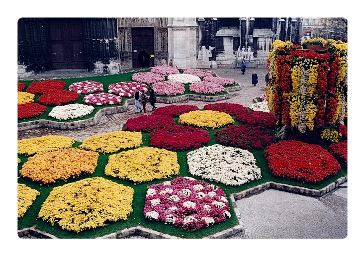 1994-11-01 rouen chrysantheme 1