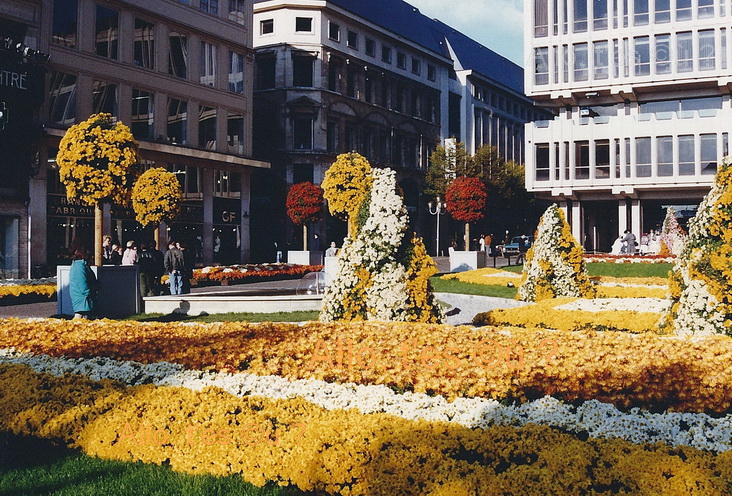 1991-11-01 rouen chrysantheme_3_md