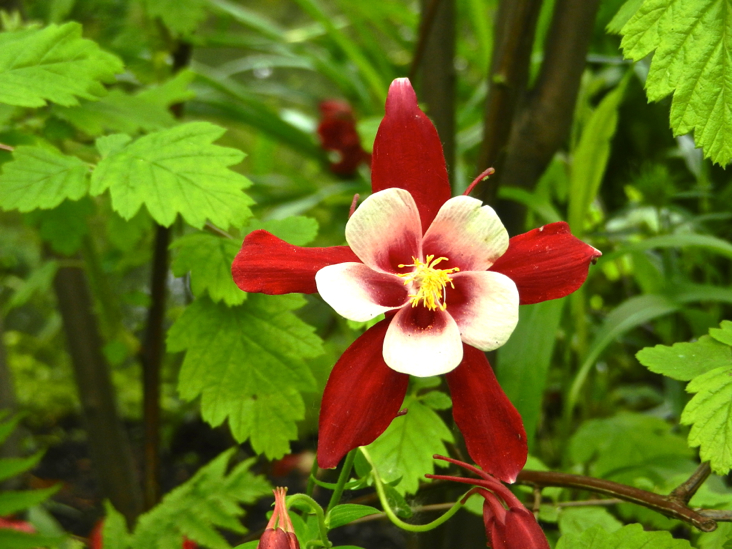 DSCN8467_giverny_fleur