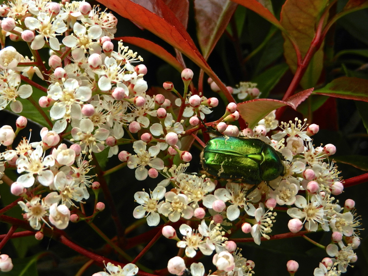 DSCN8504_giverny_insecte