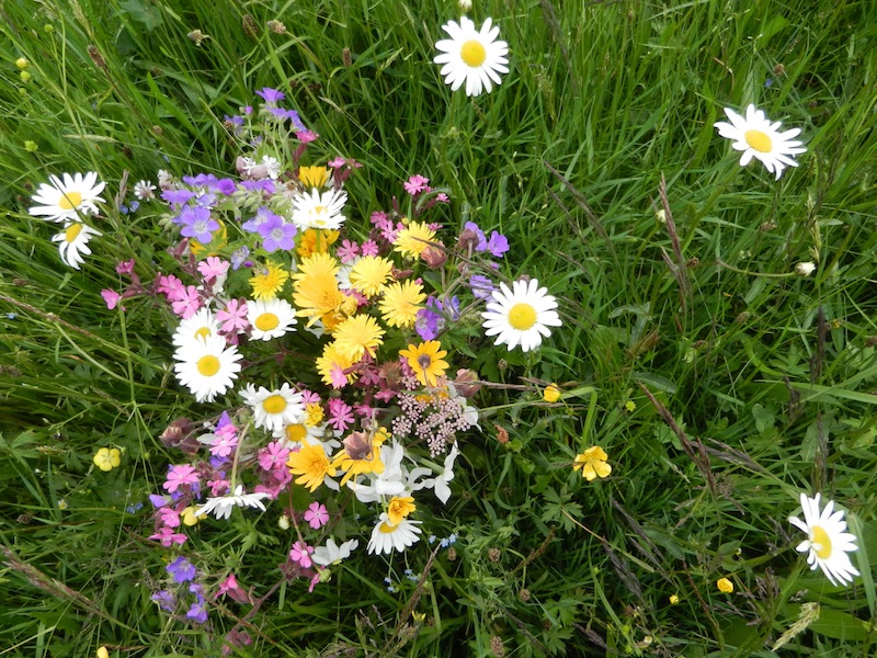 DSCN0235_bouquet_champêtre