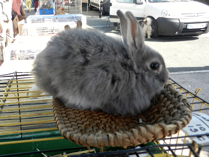 DSCN0340_marché_lapin