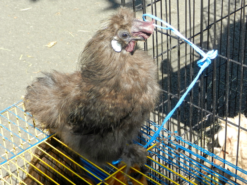 DSCN0365_marché_poule