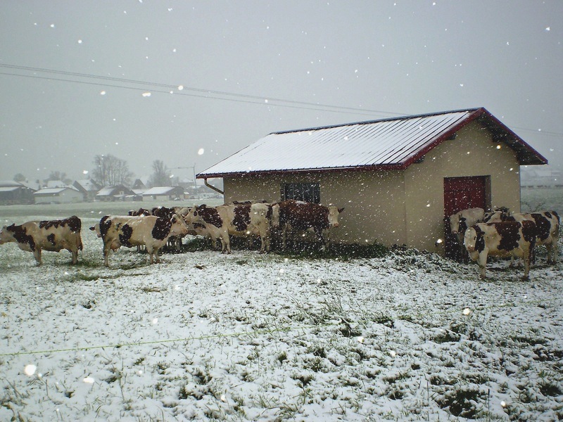 Les vaches 3_mg