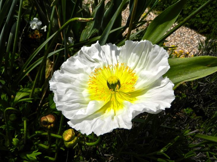 DSCN8482_giverny_fleur