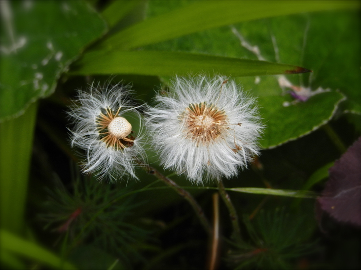 DSCN8510_giverny_fleur