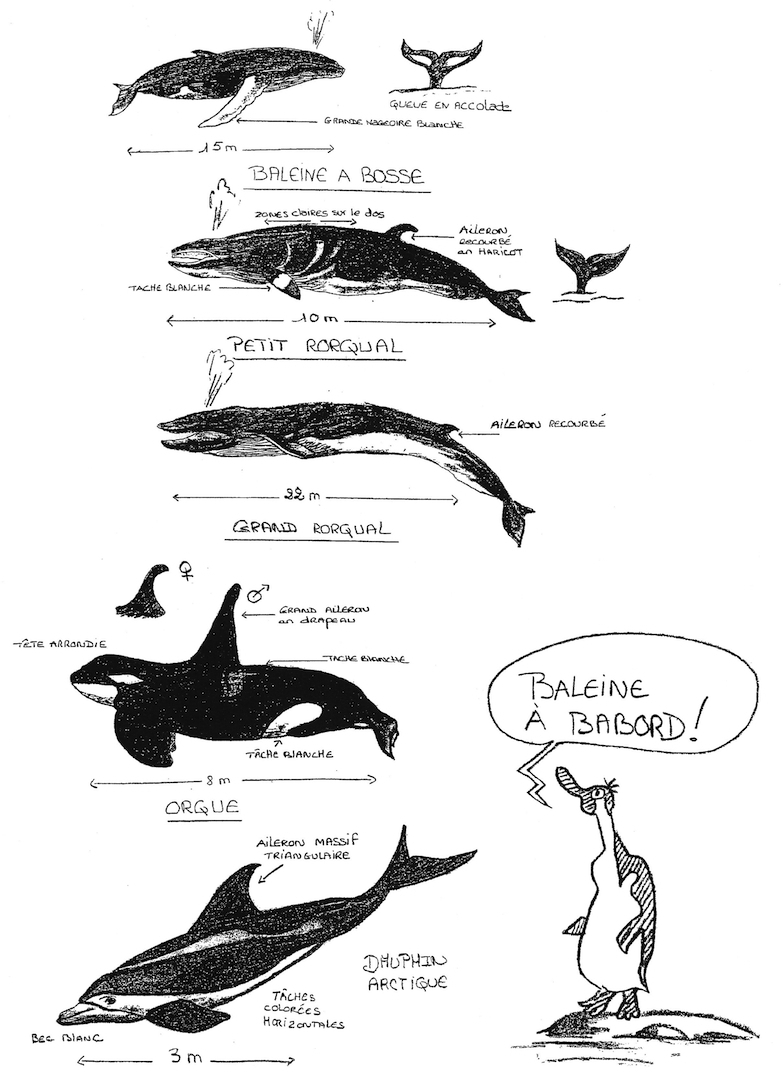 Baleine a bord - copie